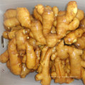 New Crop Fresh Ginger 2015 para Venda